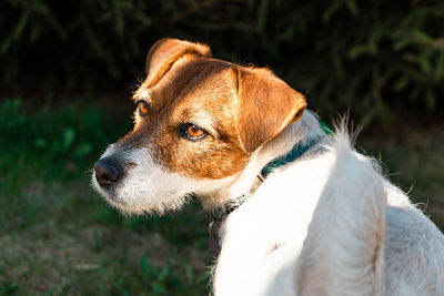 Close-up of a dog looking away