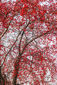 Low angle view of red flowers