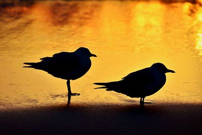 Silhouette bird on beach during sunset