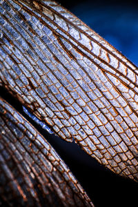 Close-up of dried metal