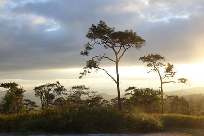 Trees on field against sky during sunset