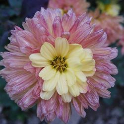 Close-up of flower blooming