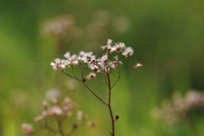 Close-up of flowering plant