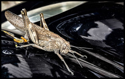 High angle view of insect on lake