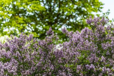 Close up of purple flowers blooming in park
