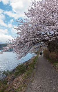 Rear view of cherry tree by road against sky
