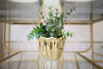 Close-up of potted plant on table at home