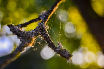 Close-up of spider on web