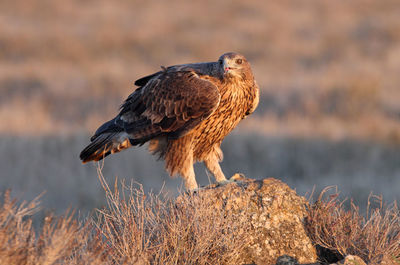 Close-up of eagle perching on a plant