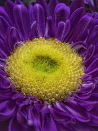 Extreme close-up of daisy flower