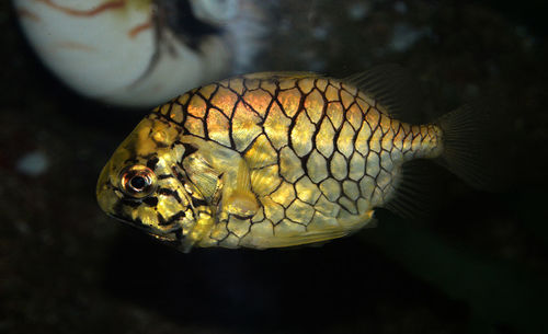 Close-up of fish swimming in sea