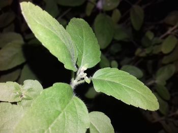 Close-up of fresh green leaves