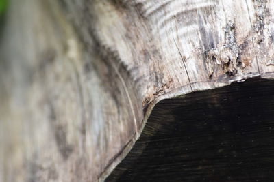 Close-up of log