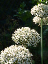 Close-up of white flowering plant