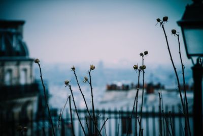 Close-up of plants growing in field against sky