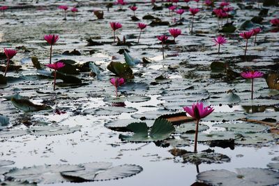 Pink lotus water lily in lake