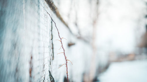 Close-up of frozen plant against wall