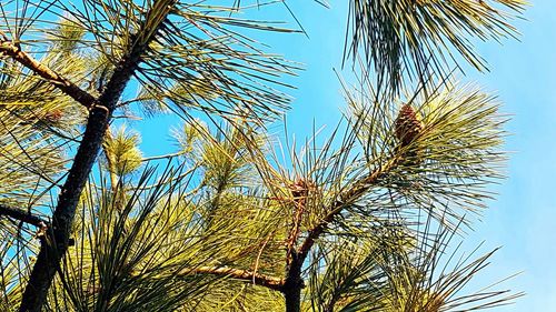 Low angle view of tree against clear sky