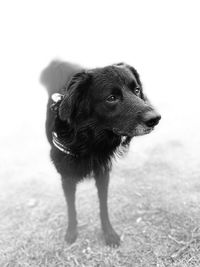 Close-up of dog looking away