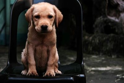 Portrait of puppy sitting outdoors