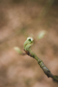 Spring leaves, walk.