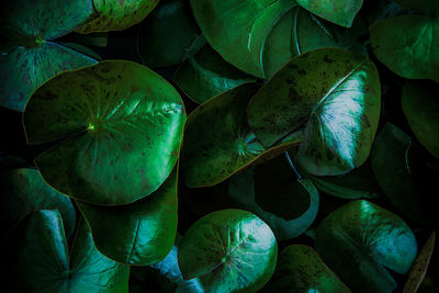 Full frame shot of green leaves