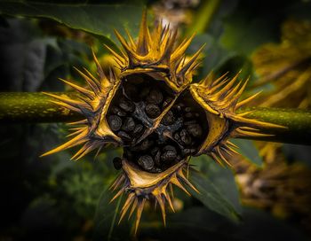 Close-up of thorn apple / datura