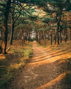 Trees growing in forest