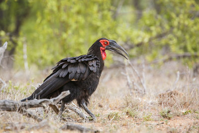 Side view of a bird on land