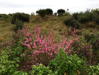 Pink flowers growing in field