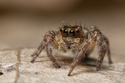 Close-up of spider