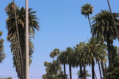 Low angle view of palm trees against clear blue sky