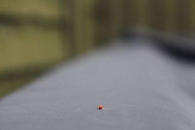 Close-up of ladybug on leaf