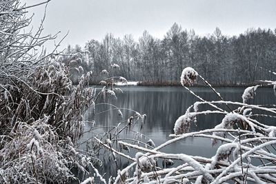 Scenic view of lake in forest during winter