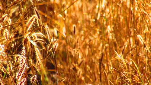 Close-up of wheat growing in field