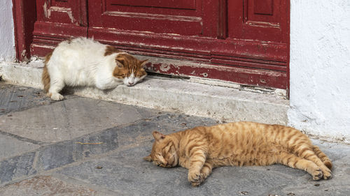 Cat lying on a door