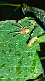 Close-up of insect on leaf