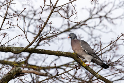 Low angle view of bird perching on branch