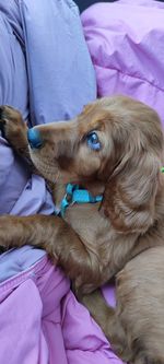 High angle view of dog resting on bed