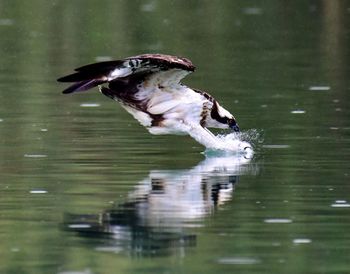 Bird flying over lake