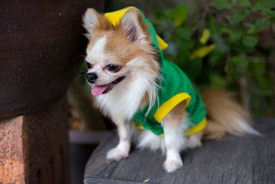 Close-up of a dog