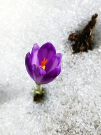 Close-up of purple crocus flower