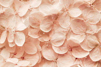 Full frame shot of hydrangea flowers