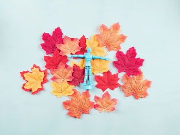 Close-up of multi colored flowers against white background