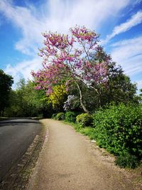 View of flowering trees by road against sky