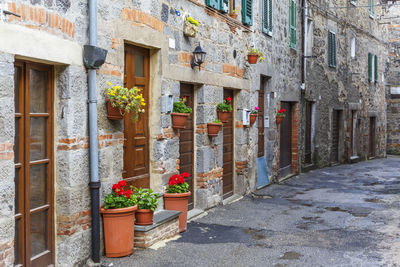 Potted plants on wall against building