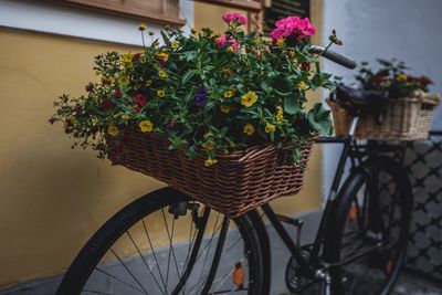 Close-up of potted plant in basket