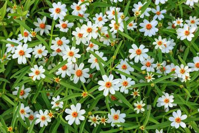 Flowers blooming outdoors