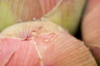 Close-up of hand feeding on leaf