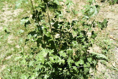 High angle view of plants growing on field